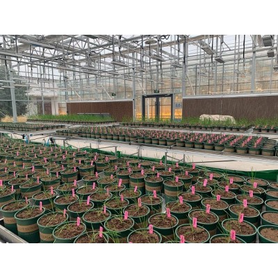 野外大田植物表型平台